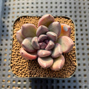 Echeveria 'Mirabelle' 2" Succulent Plant Cutting