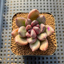 Echeveria 'Mirabelle' 2" Succulent Plant Cutting