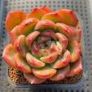 Echeveria 'Snowflake' Type B 2"-3" Succulent Plant Cutting