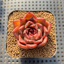 Echeveria sp. 1" Succulent Plant Cutting