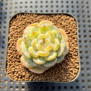 Echeveria 'Emerald' Jelly Type 2" Succulent Plant Cutting