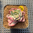 Echeveria 'Bradburiana' Variegated 2" Succulent Plant Cutting