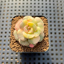 Echeveria 'Nicksana' Variegated 1" Succulent Plant Cutting