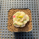 Echeveria 'Nicksana' Variegated 1" Succulent Plant Cutting