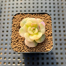 Echeveria 'Nicksana' Variegated 1" Succulent Plant Cutting