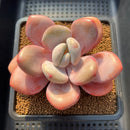 Graptoveria 'Lalla' 4" Succulent Plant Cutting