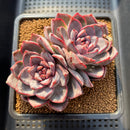Echeveria 'White Soul' 3" Succulent Plant Cutting
