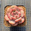 Echeveria 'Ariel' 2" Succulent Plant Cutting