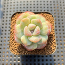 Echeveria 'Icy Green' Mutated 2" Succulent Plant Cutting