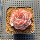 Echeveria Laui x 'Hyalina' Hybrid 2" Flower Village Hybrid Succulent Plant Cutting