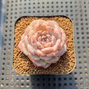 Echeveria Laui x 'Hyalina' Hybrid 2" Flower Village Hybrid Succulent Plant Cutting