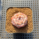 Echeveria Laui x 'Hyalina' Hybrid 2" Flower Village Hybrid Succulent Plant Cutting