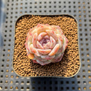 Echeveria Laui x 'Hyalina' Hybrid 2" Flower Village Hybrid Succulent Plant Cutting
