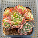 Echeveria 'Nananukumini' 2" Succulent Plant Cutting