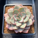 Echeveria 'Blue Velvet' 5" New Hybrid Succulent Plant Cutting