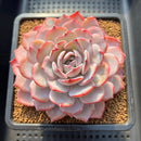 Echeveria 'Horizon 4" Succulent Plant Cutting