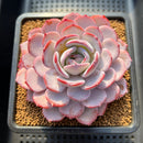 Echeveria 'Horizon 4" Succulent Plant Cutting