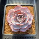 Echeveria 'Horizon 4" Succulent Plant Cutting
