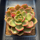 Echeveria 'Pachai' 3"-4" Succulent Plant Cutting