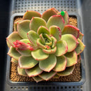 Echeveria 'Pachai' 3"-4" Succulent Plant Cutting