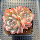Echeveria 'Jade Glow' 2" Succulent Plant Cutting