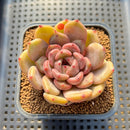Echeveria Hybrid sp. 3" Flower Village Hybrid Succulent Plant Cutting