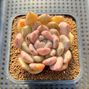 Echeveria Hybrid sp. 3" Flower Village Hybrid Succulent Plant Cutting