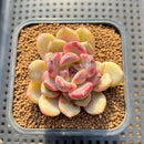 Echeveria Hybrid sp. 3" Flower Village Hybrid Succulent Plant Cutting