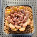 Echeveria Hybrid sp. 3" Flower Village Hybrid Succulent Plant Cutting