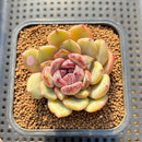 Echeveria Hybrid sp. 3" Flower Village Hybrid Succulent Plant Cutting