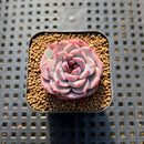 Echeveria 'Red Velvet' 1" Succulent Plant Cutting