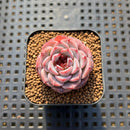 Echeveria 'Red Velvet' 1" Succulent Plant Cutting