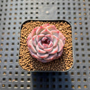 Echeveria 'Red Velvet' 1" Succulent Plant Cutting