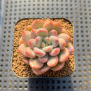 Graptoveria 'Tores' 2" Succulent Plant Cutting