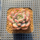 Graptoveria 'Tores' 2" Succulent Plant Cutting