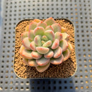 Graptoveria 'Tores' 2" Succulent Plant Cutting