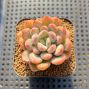 Graptoveria 'Tores' 2" Succulent Plant Cutting