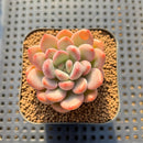 Graptoveria 'Tores' 2" Succulent Plant Cutting
