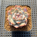 Echeveria 'Pink Dia' 1"-2" Succulent Plant Cutting
