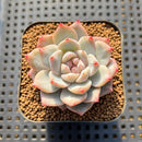 Echeveria 'Pink Dia' 1"-2" Succulent Plant Cutting