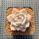 Echeveria 'Pink Dia' 1"-2" Succulent Plant Cutting