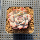 Echeveria 'Pink Dia' 1"-2" Succulent Plant Cutting