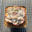 Echeveria 'Pink Dia' 1"-2" Succulent Plant Cutting