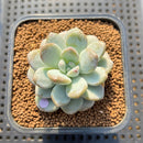 Graptoveria 'Bubble Cream' 2" Succulent Plant Cutting