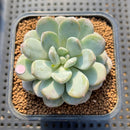 Graptoveria 'Bubble Cream' 2" Succulent Plant Cutting
