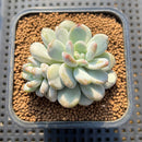 Graptoveria 'Bubble Cream' 2" Succulent Plant Cutting