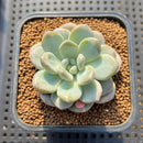 Graptoveria 'Bubble Cream' 2" Succulent Plant Cutting