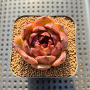 Echeveria 'Burgundy Edge' 2" Succulent Plant Cutting