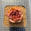 Echeveria 'Burgundy Edge' 2" Succulent Plant Cutting