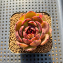 Echeveria 'Burgundy Edge' 2" Succulent Plant Cutting